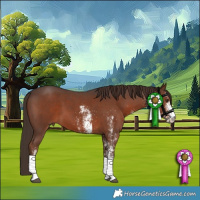 Horse Color:White Spotted Liver Chestnut 