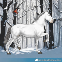 Horse Color:Brown Appaloosa 