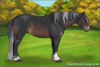 Horse Color:Brown Sabino 