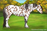 Horse Color:Buckskin Sabino Near Leopard 