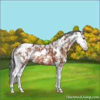 Horse Color:Bay Sabino 