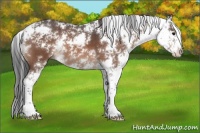 Horse Color:Bay Sabino 