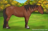 Horse Color:Bay Sabino 