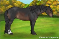 Horse Color:Brown Sabino