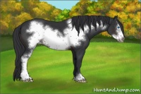 Horse Color:Brown Sabino Frame 