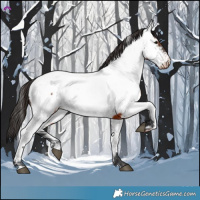 Horse Color:Brown Appaloosa 