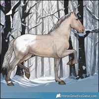 Horse Color:Silver Brown Dun Appaloosa 