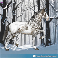 Horse Color:Buckskin Splash Appaloosa 