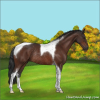 Horse Color:Brown Sabino Tobiano Rabicano 