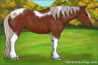 Horse Color:Silver Brown Sabino Tobiano 