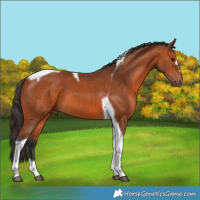 Horse Color:Bay Tobiano 