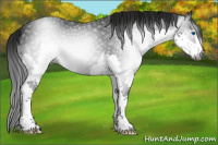 Horse Color:Gray Platinum Brown Splash 