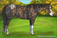 Horse Color:Bay Appaloosa  and Black Splash 