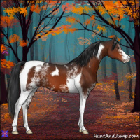 Horse Color:White Spotted Bay Tobiano