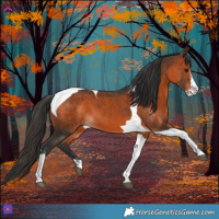 Horse Color:Brown Sabino Tobiano