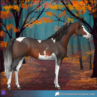 Horse Color:Bay Sabino Splash Tobiano 
