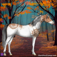 Horse Color:White Spotted Bay 