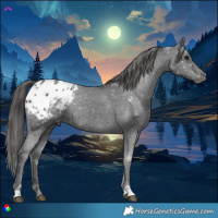 Horse Color:Black Appaloosa Rabicano 