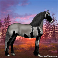 Horse Color:Grullo Splash 