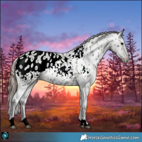 Horse Color:Grullo Roan Blanket 