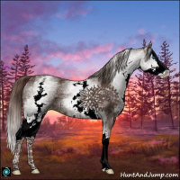 Horse Color:White Spotted Liver Chestnut Splash 
