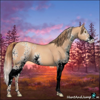 Horse Color:White Spotted Gold Champagne Splash 