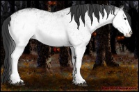 Horse Color:White Spotted Black