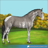 Horse Color:White Spotted Grullo Tobiano