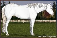 Horse Color:Chestnut Sabino Splash Rabicano 