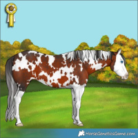 Horse Color:White Spotted Bay Splash 