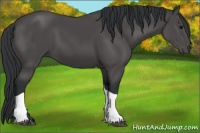 Horse Color:Black Tobiano