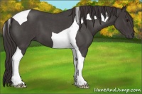 Horse Color:Smoky Blue Roan Tobiano 