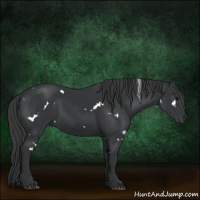 Horse Color:White Spotted Black 