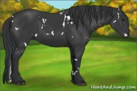 Horse Color:White Spotted Black