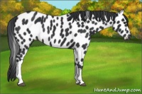 Horse Color:Black Leopard