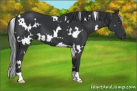 Horse Color:White Spotted Black