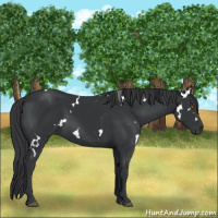 Horse Color:White Spotted Black