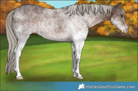 Horse Color:White Spotted Liver Chestnut Rabicano 
