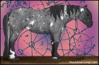 Horse Color:White Spotted Blue Roan 