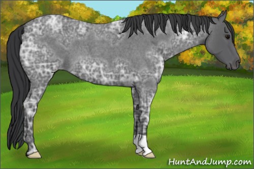 Horse Color:Blue Ice Roan 