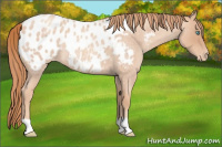 Horse Color:Gold Champagne Roan Blanket 