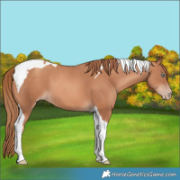 Horse Color:Gold Champagne Tobiano