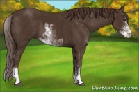 Horse Color:Liver Chestnut Sabino 
