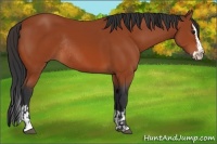 Horse Color:Bay Sabino Rabicano  and Bay Sabino Splash Rabicano 