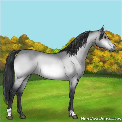 Horse Color:Bay Chinchilla 