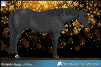 Horse Color:Black  and Black 