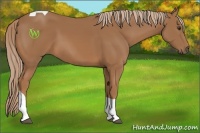 Horse Color:Chestnut Tobiano 