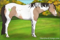 Horse Color:Amber Champagne Tobiano 