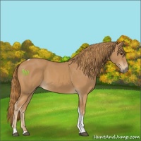 Horse Color:Chestnut Tobiano 