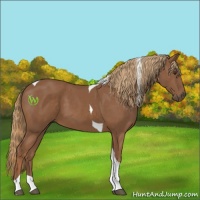 Horse Color:Chestnut Tobiano 